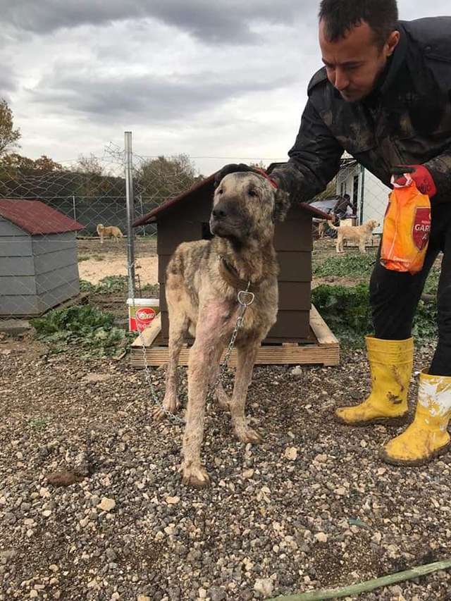 Crystal Jean Nixon Carson