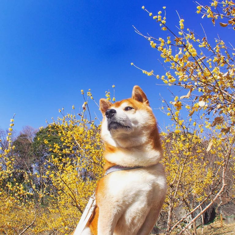 Cr ISSYRIDER@Instagram