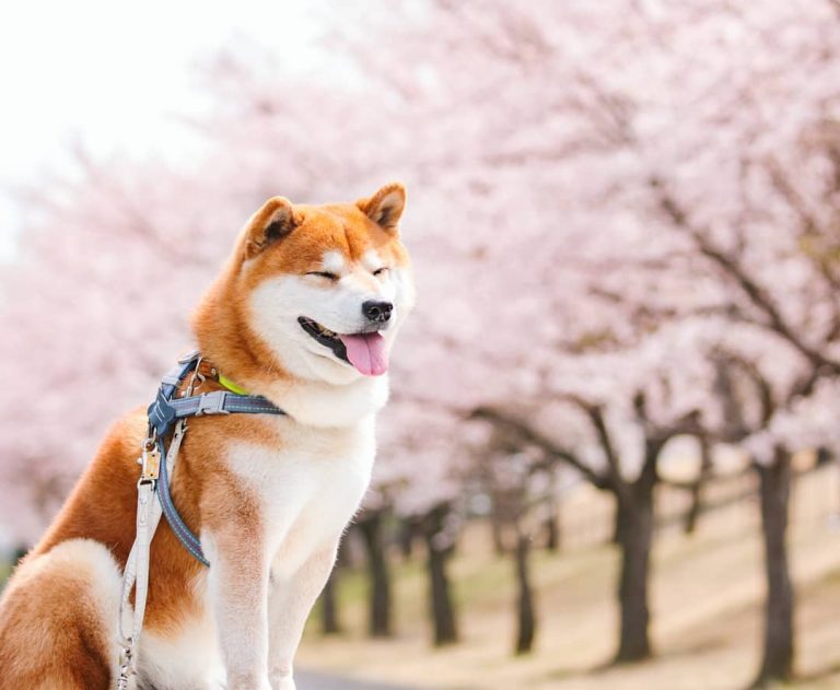 Cr ISSYRIDER@Instagram