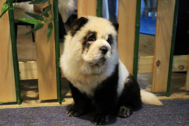 LYNXMPEF9T1C5.jpg,Imagen de un perro chow chow teñido para parecer un panda gigante en un café de mascotas en Chengdu, provincia de Sichuan, China. 27 de octubre, 2019. REUTERS/Fang Nanlin; Crédito: Reuters  Staff, Reuters