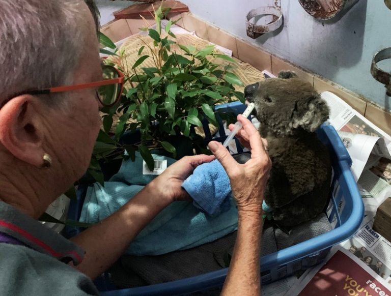 LYNXMPEFA71AM-1.jpg,Foto del jueves de un coala bautizado Anwen, rescatado de la Reserva Innes Nature Reserve, siendo alimentado en el Port Macquarie Koala Hospital ICU de Port Macquarie, Australia. 
Nov 7, 2019. REUTERS/Stefica Nicol Bikes; Crédito: STEFICA BIKES, Reuters