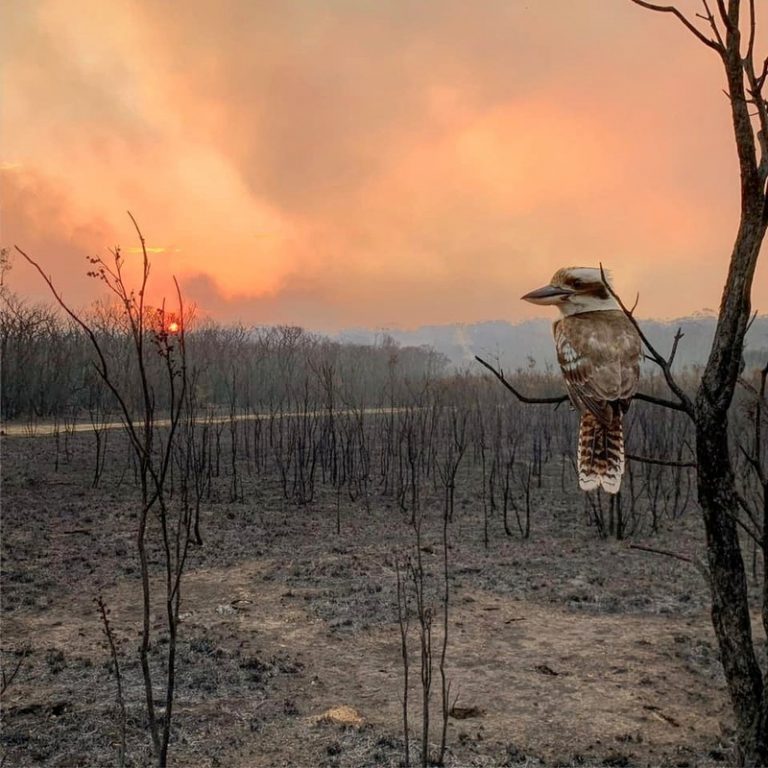 LYNXMPEFAC1S2.jpg,Un dacelo se posa en la rama de un árbol quemado luego de un incendio forestal en Wallabi point, Nueva Gales, Australia. 12 de noviembre de 2019. Imagen entregada por un tercero. Adam Stevenson/Social Media via REUTERS.; Crédito: ADAM STEVENSON, Reuters