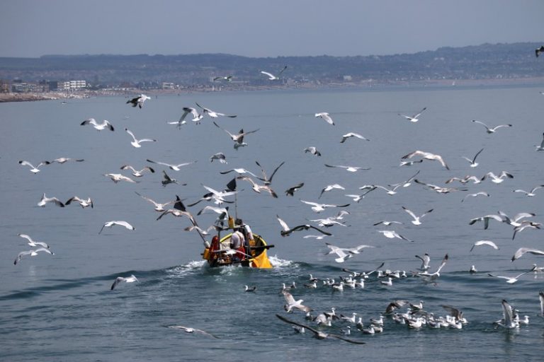 LYNXMPEFAI1FI.jpg,Foto de archivo de una bandada de gaviotas sobrevolando un bote de pesca en la costa de Worthing, en Gran Bretaña. May 28 2018.    
REUTERS/Russell Boyce ; Crédito: Russell Boyce, Reuters