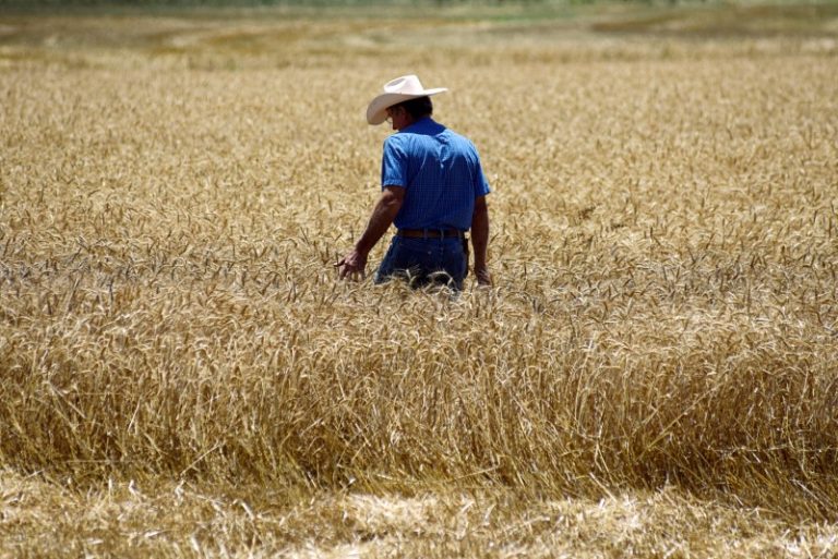 LYNXMPEFAK19N.jpg,Foto de archivo de un agricultor estadounidense en su campo de trigo durante la cosecha en Oklahoma. 12 de junio de 2019.  REUTERS/Nick Oxford; Crédito: Nick Oxford, Reuters
