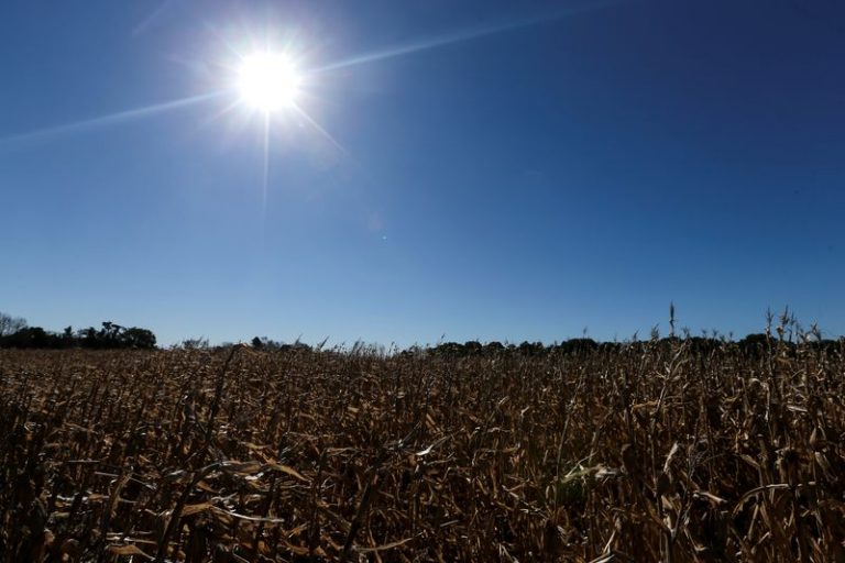 LYNXMPEFBC1B3.jpg,Foto de Archivo. Plantas de maíz creciendo en una granja de Luján, en las afueras de Buenos Aires, Argentina. Aug 2, 2019. REUTERS/Agustin Marcarian; Crédito: AGUSTIN MARCARIAN, Reuters
