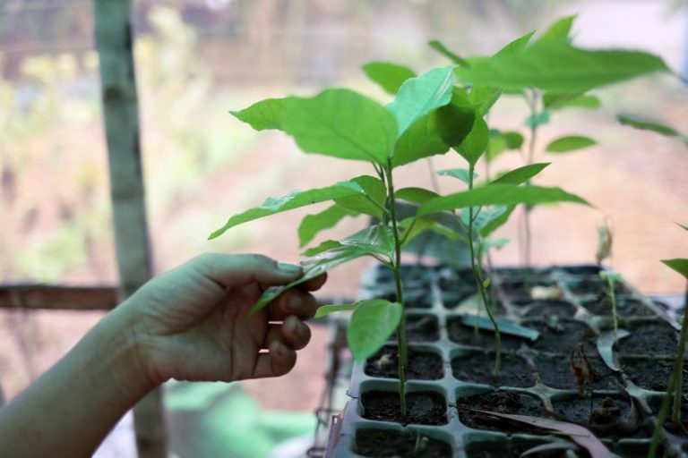 LYNXMPEG02162.jpg,Un árbol de maracuyá en el vivero de Kokkoya Organics, una granja orgánica urbana en Yangon, Myanmar, 4 mayo 2019.
REUTERS/Ann Wang ; Crédito: Ann Wang, Reuters