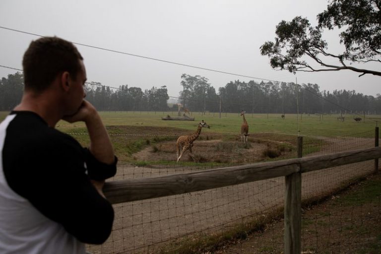 LYNXMPEG071G7.jpg,El director del Mogo Zoo, Chad Staples, mira a las jirafas del parque, en Mogo, Australia. 8 de enero de 2020. REUTERS/Alkis Konstantinidis; Crédito: Alkis Konstantinidis, Reuters LYNXMPEG071G7.jpg,El director del Mogo Zoo, Chad Staples, mira a las jirafas del parque, en Mogo, Australia. 8 de enero de 2020. REUTERS/Alkis Konstantinidis; Crédito: Alkis Konstantinidis, Reuters
