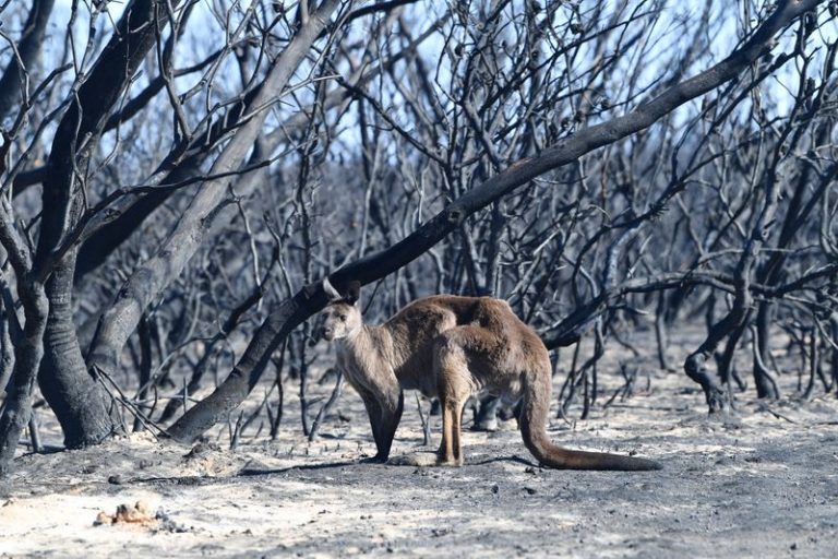 Evitar muertes dolorosas de animales, la difícil decisión de voluntarios en incendios en Australia