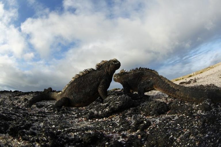 LYNXMPEG0C1H9.jpg,Iguanas en Punta Albemarle, en la isla Isabela, en el Parque Nacional Galápagos, en Ecuador. 22 de agosto de 2013.  REUTERS/Jorge Silva ; Crédito: Jorge Silva, Reuters LYNXMPEG0C1H9.jpg,Iguanas en Punta Albemarle, en la isla Isabela, en el Parque Nacional Galápagos, en Ecuador. 22 de agosto de 2013.  REUTERS/Jorge Silva ; Crédito: Jorge Silva, Reuters