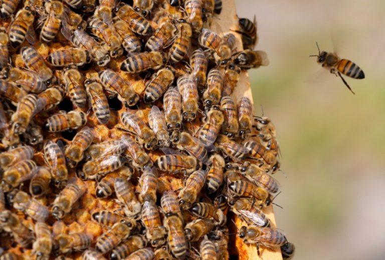 LYNXMPEG0C1IV.jpg,FOTO DE ARCHIVO: Abejas en una colmena en Denee, Bélgica. 15 de mayo de 2018. REUTERS/Yves Herman; Crédito: Yves Herman, Reuters LYNXMPEG0C1IV.jpg,FOTO DE ARCHIVO: Abejas en una colmena en Denee, Bélgica. 15 de mayo de 2018. REUTERS/Yves Herman; Crédito: Yves Herman, Reuters