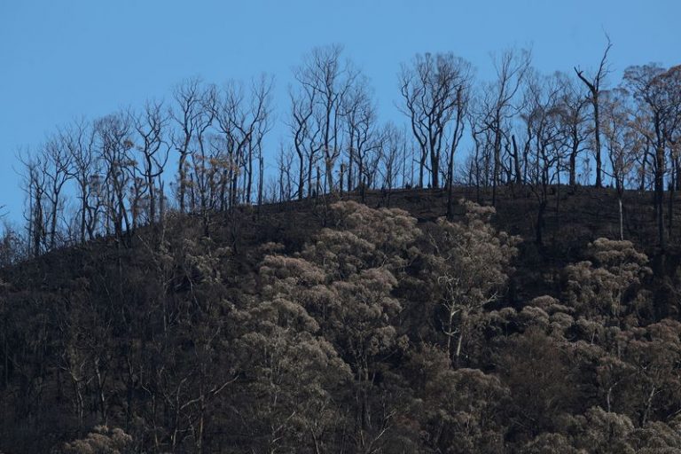 LYNXMPEG0L10U.jpg,FILE PHOTO: Charred trees are pictured on a hill, burnt during the recent bushfires, near Kangaroo Valley, New South Wales, Australia, January 21, 2020.  REUTERS/Loren Elliott; Crédito: LOREN ELLIOTT, Reuters