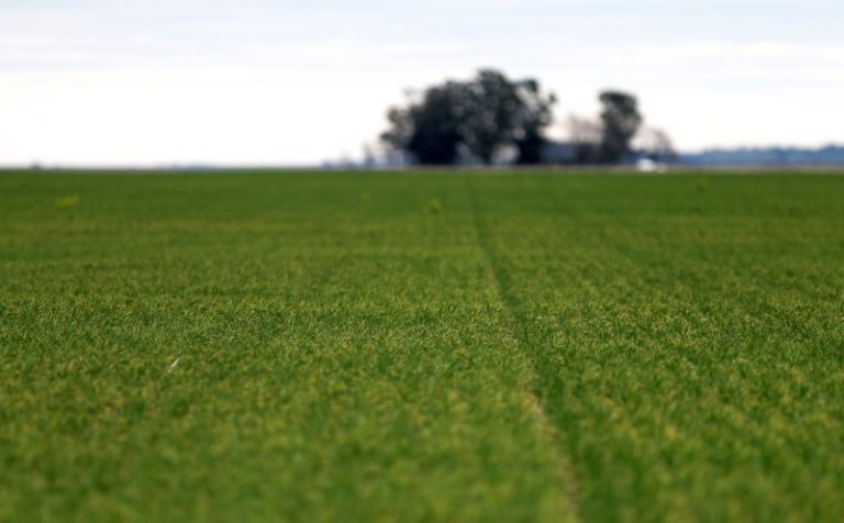 LYNXMPEG0M250.jpg,Fields of wheat are seen on farmland near Azul, Argentina September 30, 2019. Picture taken September 30, 2019. REUTERS/Agustin Marcarian; Crédito: AGUSTIN MARCARIAN, Reuters