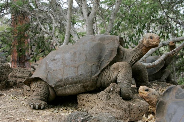 LYNXMPEG10363.jpg,Foto de archivo. La tortuga gigante Solitario George en el parque nacional de las islas Galápagos. 29 de abril de 2007.REUTERS/Guillermo Granja; Crédito: Guillermo Granja, Reuters LYNXMPEG10363.jpg,Foto de archivo. La tortuga gigante Solitario George en el parque nacional de las islas Galápagos. 29 de abril de 2007.REUTERS/Guillermo Granja; Crédito: Guillermo Granja, Reuters
