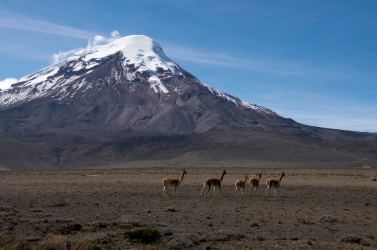 LYNXMPEG180IE.jpg,Foto de archivo ilustrativa de un grupo de llamas cerca del volcán Chimborazo en Ecuador. 
Jul 18, 2014.  REUTERS/ Guillermo Granja; Crédito: GUILLERMO GRANJA, Reuters