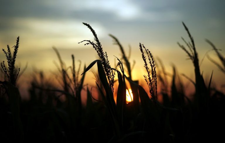 LYNXMPEG1C1NE.jpg,FOTO DE ARCHIVO: Plantas de maíz vistas al atardecer en una granja cerca de Rafaela, Argentina, 9 de abril, 2018. REUTERS/Marcos Brindicci/File Photo; Crédito: MARCOS BRINDICCI, Reuters