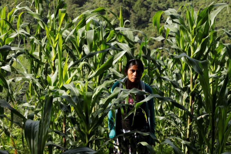 LYNXMPEG1K0WO.jpg,Imagen de archivo de una mujer en los campos de maíz de Yucucani, en la Sierra Madre del Sur, en el estado sureño de Guerrero, México. 18, agosto 2018. REUTERS/Carlos Jasso; Crédito: Carlos Jasso, Reuters