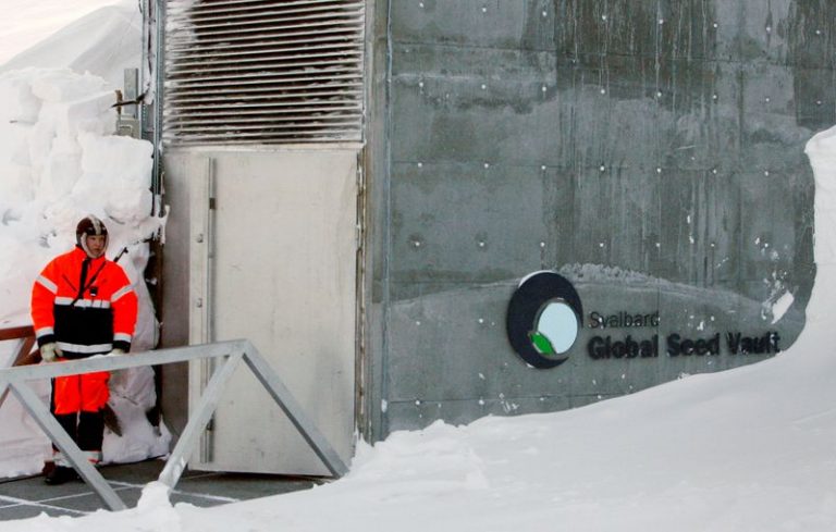 LYNXMPEG1O18Y.jpg,Foto de archivo del Banco Mundial de Semillas de Svalbard. 
Feb 26, 2008. REUTERS/Bob Strong; Crédito: Bob Strong, Reuters
