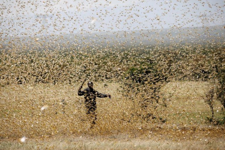 LYNXNPEG1Q1MD.jpg,Un hombre intenta dispersar una plaga de langosta en un rancho cerca de la localidad de Nanyuki, Kenia. 21 febrero 2020. REUTERS/Baz Ratner; Crédito: Baz Ratner, Reuters