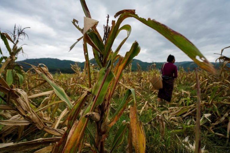 LYNXMPEG7K140.jpg,Foto de archivo de una mujer cosechando maíz en la localidad de Nuodong, en la provincia china de Yunnan.
Jul 13, 2019. REUTERS/Aly Song ; Crédito: ALY SONG, Reuters