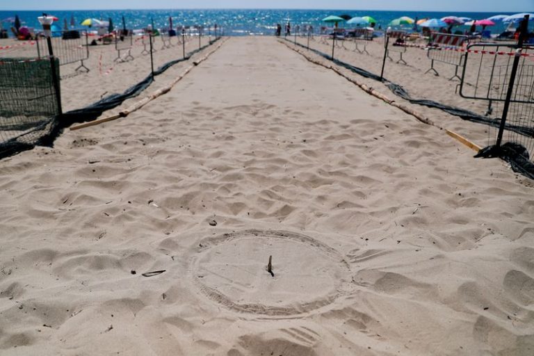LYNXMPEG7K1J9.jpg,Foto del viernes del lugar en que una tortuga boba puso sus huevos en la playa de Torvaianica, cerca de Roma. 
Ago 21, 2020. REUTERS/Guglielmo Mangiapane   ; Crédito: GUGLIELMO MANGIAPANE, Reuters LYNXMPEG7K1J9.jpg,Foto del viernes del lugar en que una tortuga boba puso sus huevos en la playa de Torvaianica, cerca de Roma. 
Ago 21, 2020. REUTERS/Guglielmo Mangiapane   ; Crédito: GUGLIELMO MANGIAPANE, Reuters