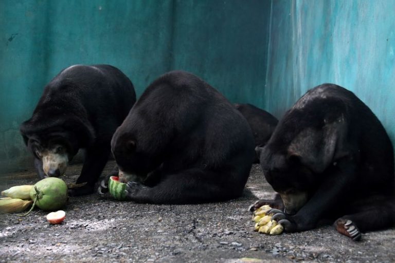 LYNXMPEG7Q1J1.jpg,Foto de archivo de un grupo de osos comiendo en la Fundación Amigos de la Vida Silvestre de Tailandia en la provincia de Phetchaburi. 
Ago 18, 2020. REUTERS/Jiraporn Kuhakan; Crédito: JIRAPORN KUHAKAN, Reuters LYNXMPEG7Q1J1.jpg,Foto de archivo de un grupo de osos comiendo en la Fundación Amigos de la Vida Silvestre de Tailandia en la provincia de Phetchaburi. 
Ago 18, 2020. REUTERS/Jiraporn Kuhakan; Crédito: JIRAPORN KUHAKAN, Reuters