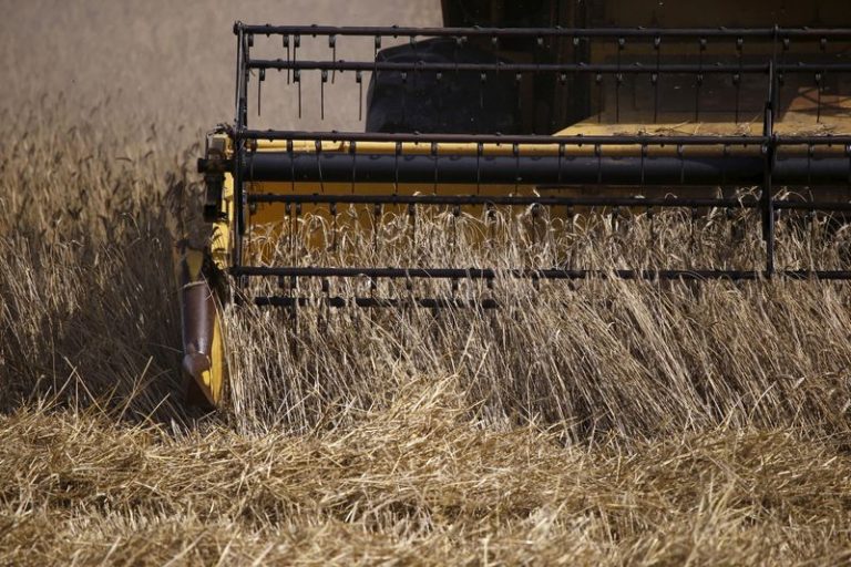 LYNXMPEG7U0Y9.jpg,FOTO DE ARCHIVO. Una cosechadora recoge triticale, un híbrido de trigo y centeno, en un campo en Slupca, cerca de Poznan, Polonia. 1 de agosto de 2015. REUTERS/Kacper Pempel; Crédito: KACPER PEMPEL, Reuters