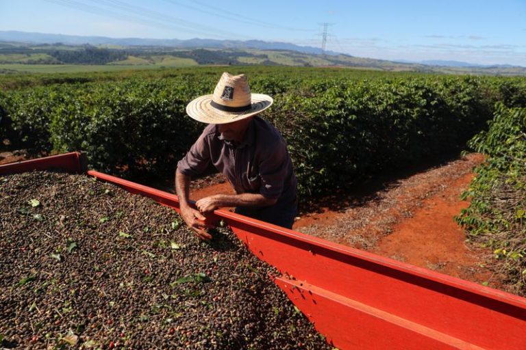 LYNXMPEG8A0TF.jpg,FOTO DE ARCHIVO. Un trabajador revisa las cerezas de café cosechadas, dentro de un tractor en una plantación en la ciudad de São João da Boa Vista, en el estado de São Paulo, Brasil. 6 de junio de 2019. REUTERS/Amanda Perobelli; Crédito: AMANDA PEROBELLI, Reuters