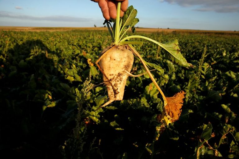 LYNXMPEG8D1AL.jpg,Imagen de archivo de un agricultor sosteniendo una remolacha azucarera sacada desde un campo seco, en medio de una sequía en Francia, en Blécourt, Francia. 18 de septiembre, 2019. REUTERS/Pascal Rossignol/Archivo; Crédito: Pascal Rossignol, Reuters
