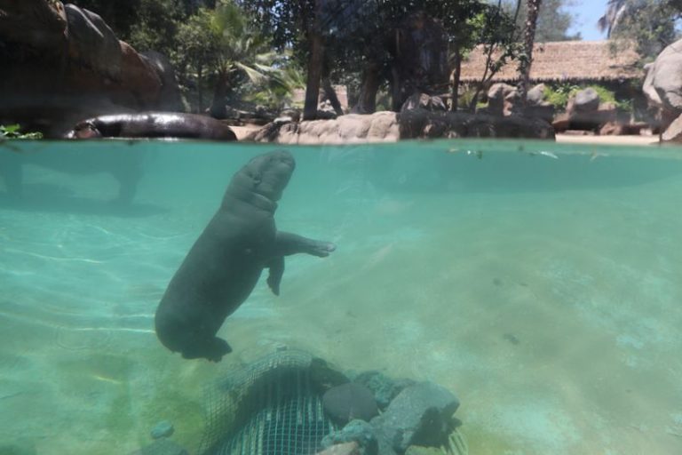 LYNXMPEG8D1P4.jpg,Foto de archivo de una cría de hipopótamo pigmeo nacida en cautiverio nadando en el Buin Zoo en Santiago. 
Ene 9, 2020. REUTERS/Ivan Alvarado; Crédito: IVAN ALVARADO, Reuters