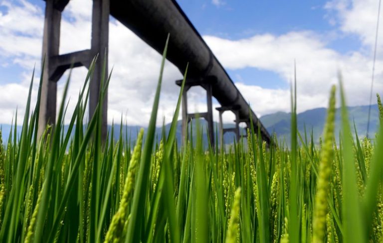 LYNXMPEG8F14B.jpg,Dali, cosecha de arroz. Foto de archivo. 6 de agosto de  2013. REUTERS/Jason Lee ; Crédito: Jason Lee, Reuters