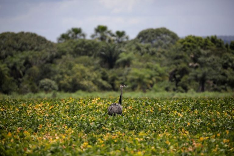 LYNXMPEG8G0W0.jpg,Un ñandú camina en un campo de soja cerca del pueblo de Barra do Ouro, Brasil. 17 de febrero, 2018. REUTERS/Ueslei Marcelino/Archivo; Crédito: Ueslei Marcelino, Reuters