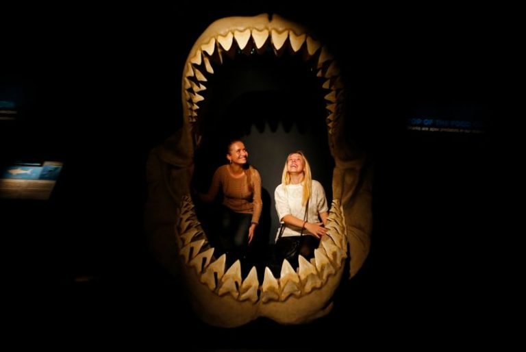 LYNXMPEG8R15X.jpg,Interior de las fauces de un megalodon en exposición 