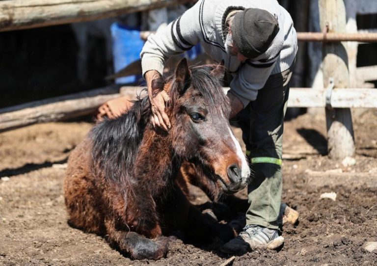 LYNXMPEG8S1YV.jpg,Walter Carbone, miembro del grupo APRE (Asociación Protectora de Rescate Equino) abraza a Argento, un caballo maltratado que fue rescatado, en su refugio en Lanús, en las afueras de Buenos Aires. 
Sep 28, 2020. 
REUTERS/Agustin Marcarian; Crédito: AGUSTIN MARCARIAN, Reuters