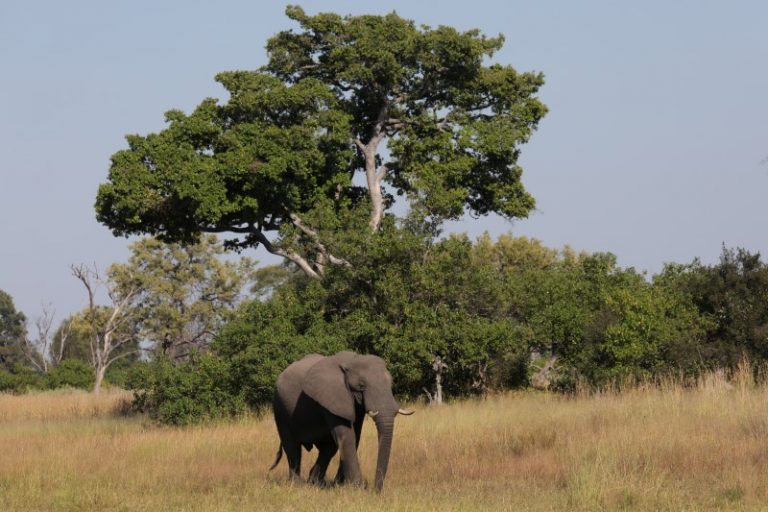 LYNXNPEG8K1NV.jpg,FILE PHOTO: A young bull elephant is seen in the Okavango Delta, Botswana, April 25, 2018. Picture taken April 25, 2018. REUTERS/Mike Hutchings/File Photo; Crédito: Mike Hutchings, Reuters