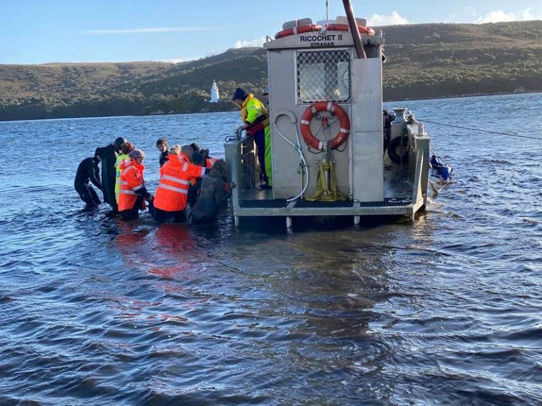LYNXNPEG8M19N.jpg,Rescatistas trabajan para liberar ballenas varadas en Macquarie Harbour en Tasmania, Australia, el 22 de septiembre de 2020. Imagen obtenida de redes sociales. Bilal Rashid vía REUTERS; Crédito: BILAL RASHID, Reuters