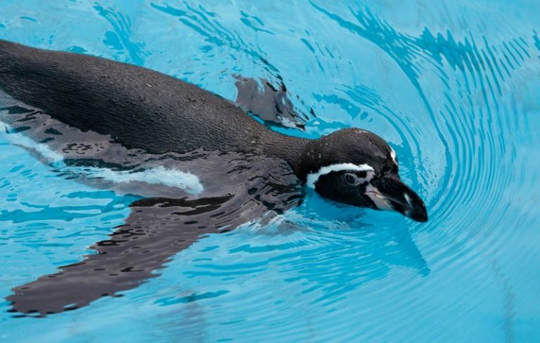 LYNXNPEG8N21E.jpg,FOTO DE ARCHIVO. Un pingüino de Humboldt, en una piscina durante una presentación sobre la preservación de la especie y el cuidado del medio ambiente en un zoológico en Lima. 15 de marzo de 2012. REUTERS/Mariana Bazo.; Crédito: Mariana Bazo, Reuters LYNXNPEG8N21E.jpg,FOTO DE ARCHIVO. Un pingüino de Humboldt, en una piscina durante una presentación sobre la preservación de la especie y el cuidado del medio ambiente en un zoológico en Lima. 15 de marzo de 2012. REUTERS/Mariana Bazo.; Crédito: Mariana Bazo, Reuters