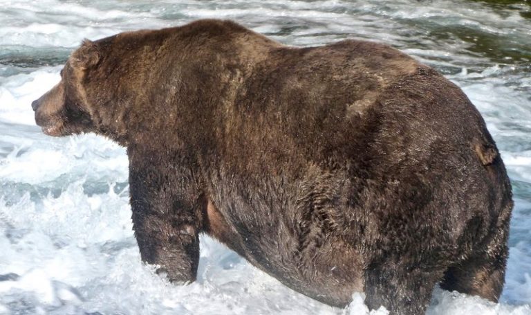 LYNXMPEG961IU.jpg,Imagen del oso pardo 747 de pie en un río en el que caza salmones para engordar antes de su hibernación en el Parque Nacional y Reserva Katmai en Alaska, Estados Unidos. 20 de septiembre, 2020. Cortesía del Servicio de Parques Nacionales de Estados Unidos/ Handout via REUTERS. ATENCIÓN EDITORES - ESTA IMAGEN HA SIDO PROVISTA POR UNA TERCERA PARTE.; Crédito: U.S. National Park Service, Reuters LYNXMPEG961IU.jpg,Imagen del oso pardo 747 de pie en un río en el que caza salmones para engordar antes de su hibernación en el Parque Nacional y Reserva Katmai en Alaska, Estados Unidos. 20 de septiembre, 2020. Cortesía del Servicio de Parques Nacionales de Estados Unidos/ Handout via REUTERS. ATENCIÓN EDITORES - ESTA IMAGEN HA SIDO PROVISTA POR UNA TERCERA PARTE.; Crédito: U.S. National Park Service, Reuters