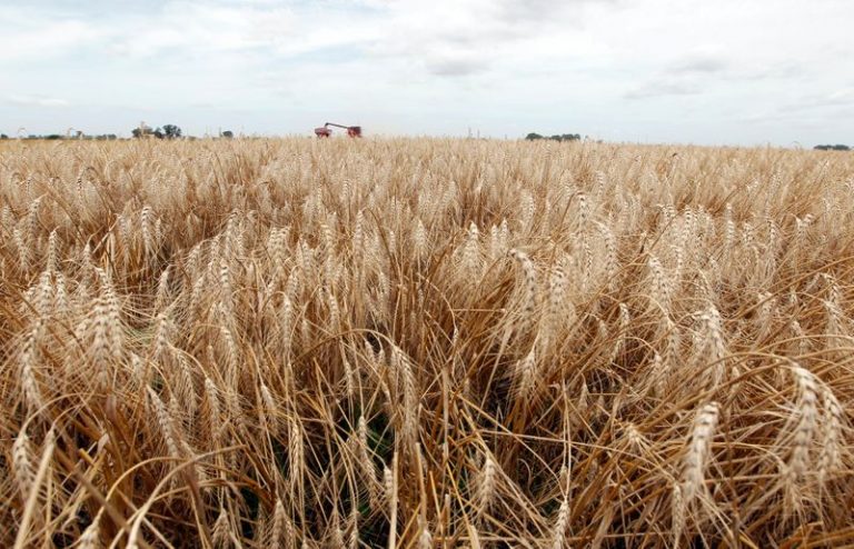 LYNXMPEG9724A.jpg,Plantación de trigo en un campo de General Belgrano, Buenos Aires. Argentina. Foto de archivo 18 dic 2012.   REUTERS/Enrique Marcarian; Crédito: Enrique Marcarian, Reuters LYNXMPEG9724A.jpg,Plantación de trigo en un campo de General Belgrano, Buenos Aires. Argentina. Foto de archivo 18 dic 2012.   REUTERS/Enrique Marcarian; Crédito: Enrique Marcarian, Reuters