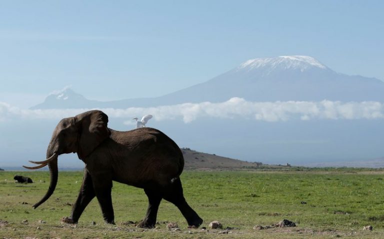 LYNXMPEG9A0MH.jpg,FOTO DE ARCHIVO. Un elefante atraviesa un campo en el Parque Nacional de Amboseli con el Monte Kilimanjaro de fondo. Marzo, 2017. REUTERS/Goran Tomasevic ; Crédito: GORAN TOMASEVIC, Reuters