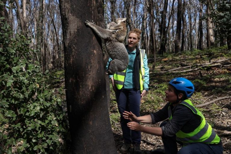 LYNXMPEG9I1GG.jpg,Las investigadoras Victoria Inman y Kellie Leigh -directora ejecutiva de la organización de rescate de animales Science for Wildlife-, liberan un koala llamado Pele en su hábitat natural después de evaluar su salud para un programa de cuidado de animales del Parque Nacional Kanangra-Boyd en Australia. Septiembre 15, 2020. September 15, 2020. REUTERS/Loren Elliott     ; Crédito: LOREN ELLIOTT, Reuters