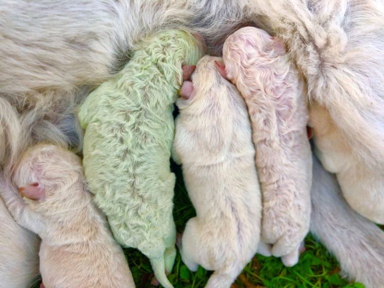 LYNXMPEG9L116.jpg,Pistacho, cachorro que nació con pelaje verde, en el día de su nacimiento en una granja en la isla de Cerdeña, en Pattada, Italia, 9 octubre 2020.
Cristian Mallocci/Entregada vía REUTERS ; Crédito: CRISTIAN MALLOCCI, Reuters LYNXMPEG9L116.jpg,Pistacho, cachorro que nació con pelaje verde, en el día de su nacimiento en una granja en la isla de Cerdeña, en Pattada, Italia, 9 octubre 2020.
Cristian Mallocci/Entregada vía REUTERS ; Crédito: CRISTIAN MALLOCCI, Reuters