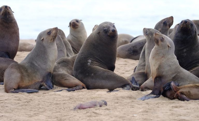 LYNXMPEG9M177.jpg,FOTO DE ARCHIVO. Focas adultas se reúnen detrás de un feto cachorro muerto en una playa cerca de Pelican Point, Namibia. 30 de septiembre de 2020. Naude Dreyer/Ocean Conservation Namibia/Handout vía REUTERS ; Crédito: OCEAN CONSERVATION NAMIBIA, Reuters LYNXMPEG9M177.jpg,FOTO DE ARCHIVO. Focas adultas se reúnen detrás de un feto cachorro muerto en una playa cerca de Pelican Point, Namibia. 30 de septiembre de 2020. Naude Dreyer/Ocean Conservation Namibia/Handout vía REUTERS ; Crédito: OCEAN CONSERVATION NAMIBIA, Reuters