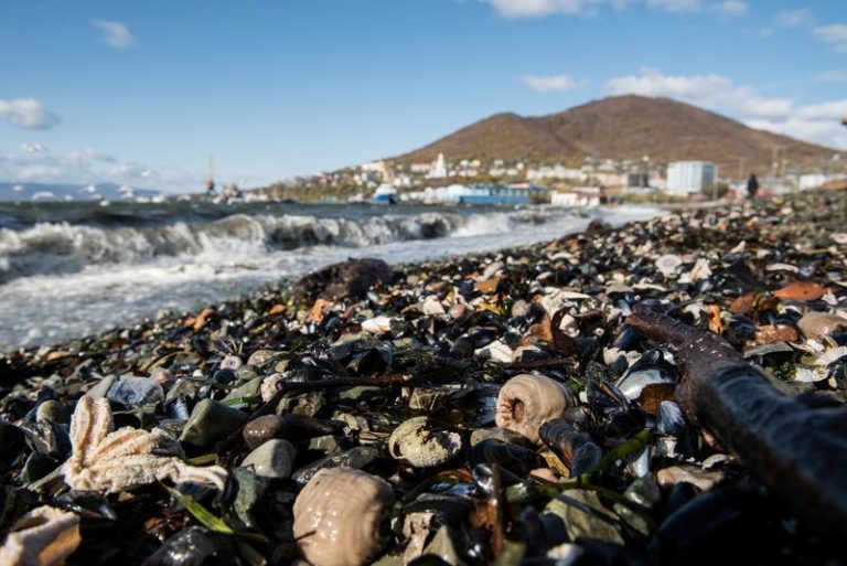 LYNXMPEG9M1EU.jpg,Imagen de vida marina muerta en la playa en la región de Kamchatka, Rusia. 8 octubre 2020. Dmitry Sharomov/Greenpeace Rusia/entrega vía Reuters. ATENCIÓN EDITORES - ESTA IMAGEN FUE ENTREGADA POR UNA TERCERA PARTE. NO REVENTAS, ARCHIVOS NI TERCERAS PARTES. SOLO PARA USO EDITORIAL. NO PARA MARKETING O CAMPAÑAS PUBLICITARIAS. CRÉDITO OBLIGATORIO.; Crédito: Dmitry Sharomov/Greenpeace Rusia, Reuters LYNXMPEG9M1EU.jpg,Imagen de vida marina muerta en la playa en la región de Kamchatka, Rusia. 8 octubre 2020. Dmitry Sharomov/Greenpeace Rusia/entrega vía Reuters. ATENCIÓN EDITORES - ESTA IMAGEN FUE ENTREGADA POR UNA TERCERA PARTE. NO REVENTAS, ARCHIVOS NI TERCERAS PARTES. SOLO PARA USO EDITORIAL. NO PARA MARKETING O CAMPAÑAS PUBLICITARIAS. CRÉDITO OBLIGATORIO.; Crédito: Dmitry Sharomov/Greenpeace Rusia, Reuters